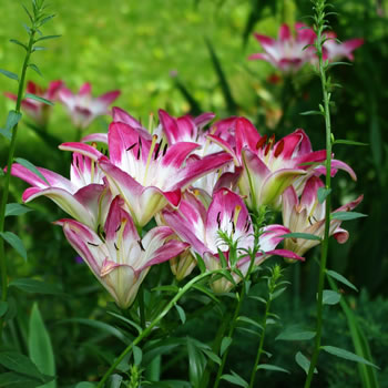 Lilium Lollipop